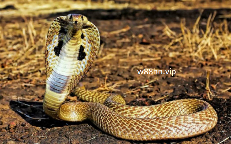 Nằm mơ thấy rắn vào nhà