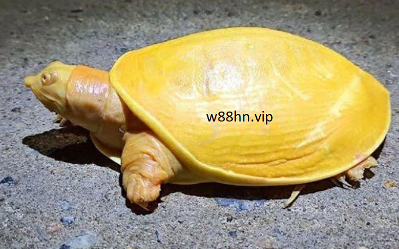 Nằm mơ thấy rùa