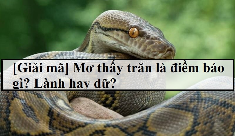 mơ thấy con trăn đánh con gì