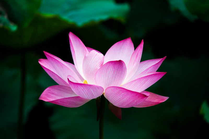 mơ thấy hoa sen đánh con gì mơ thấy hoa sen đánh con gì
