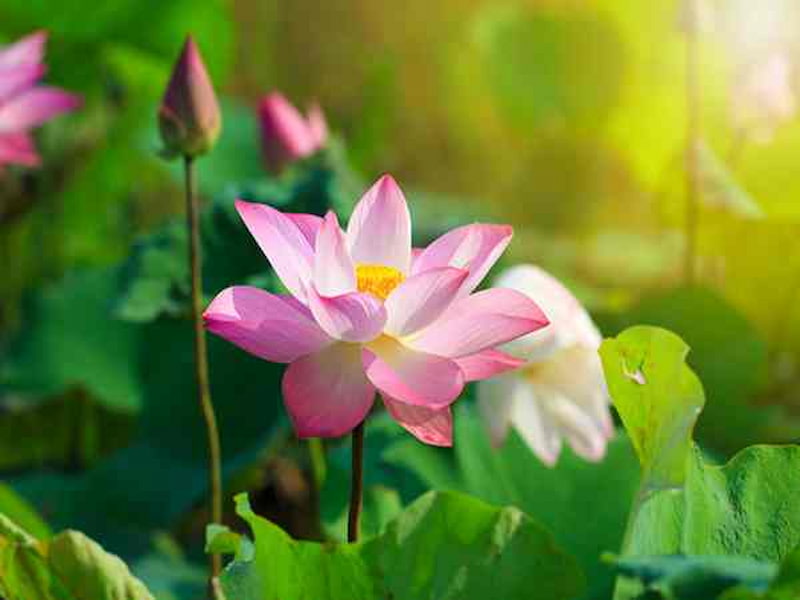 Mơ thấy hoa sen đánh con gì? Mơ thấy hoa sen đánh con gì