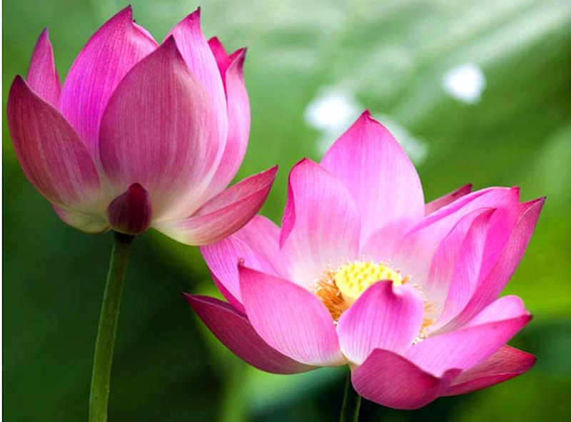 Mơ thấy hoa sen đánh con gì?