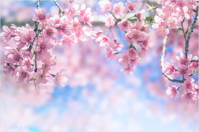 nằm mơ thấy hoa đánh con gì Giấc chiêm bao thấy hoa nở rộ