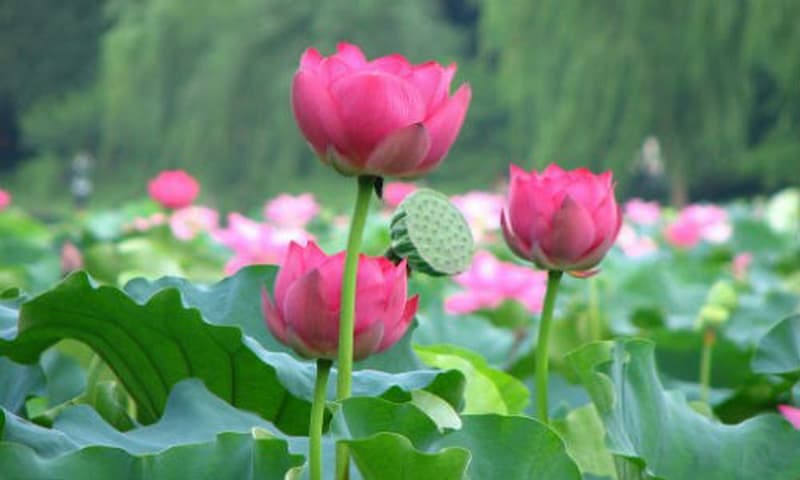 Nằm mơ thấy hoa sen đánh đề con gì may mắn
